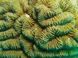Maze Coral IMG 4514